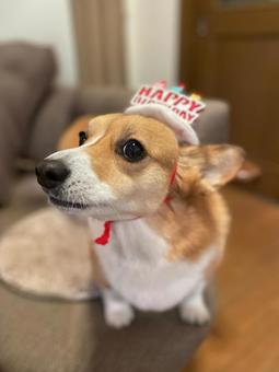 Corgi, JPG
