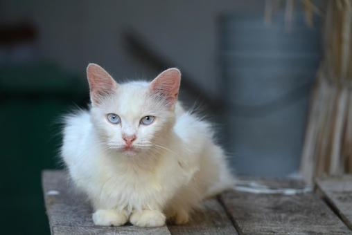 モルディブのローカル島に住む白い猫 モルディブのローカル島に住む白い猫 白い猫,白猫,青い瞳の写真素材
