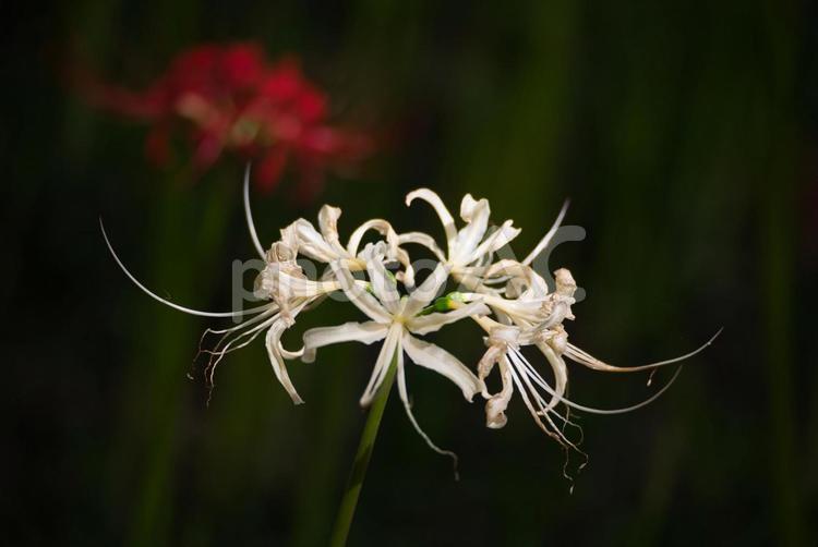 浮きあがった白曼殊沙華 彼岸花,曼珠沙華,ヒガンバナの写真素材