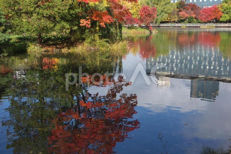 中島公園の素敵な紅葉の映り込み きれい,こうよう,つややかの写真素材