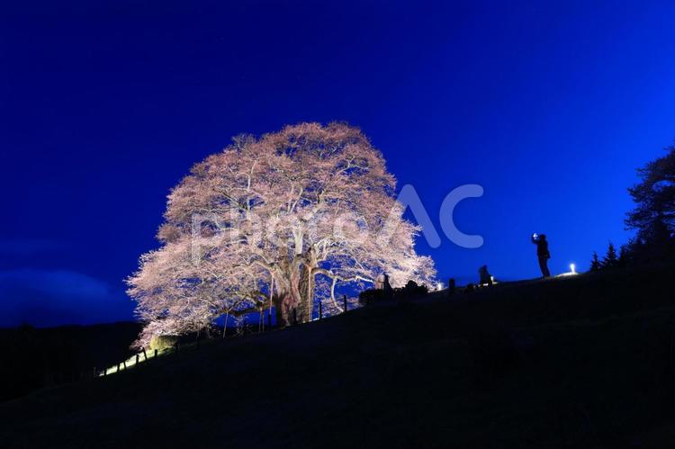 醍醐桜 醍醐桜,ダイゴザクラ,桜の写真素材