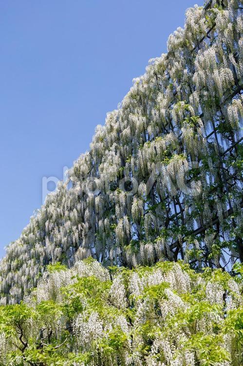 あしかがフラワーパークの白藤の滝 藤,ふじのはな物語,大藤の写真素材