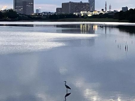 夏の夕暮れ 干潟,夏,谷津干潟の写真素材