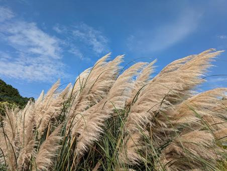 ススキ ススキ ススキ,秋,植物の写真素材