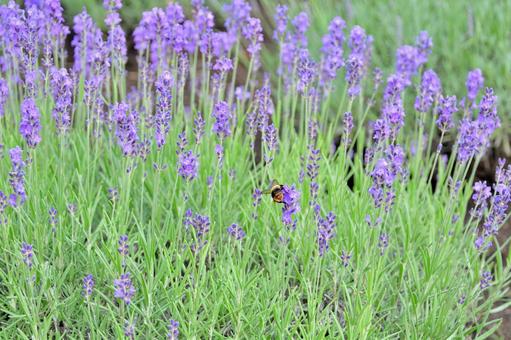 ラベンダーと蜜蜂 ラベンダーと蜜蜂 ラベンダー,花,初夏の写真素材