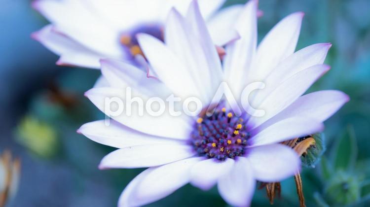 春に咲いたきれいな二輪の白い花 花,植物,自然の写真素材