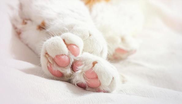 可愛い猫の手のアップ 可愛い猫の手のアップの写真