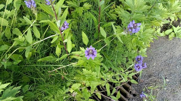 雑草化して道路の端で咲くサルビア 雑草化して道路の端で咲くサルビア 花,植物,サルビアの写真素材