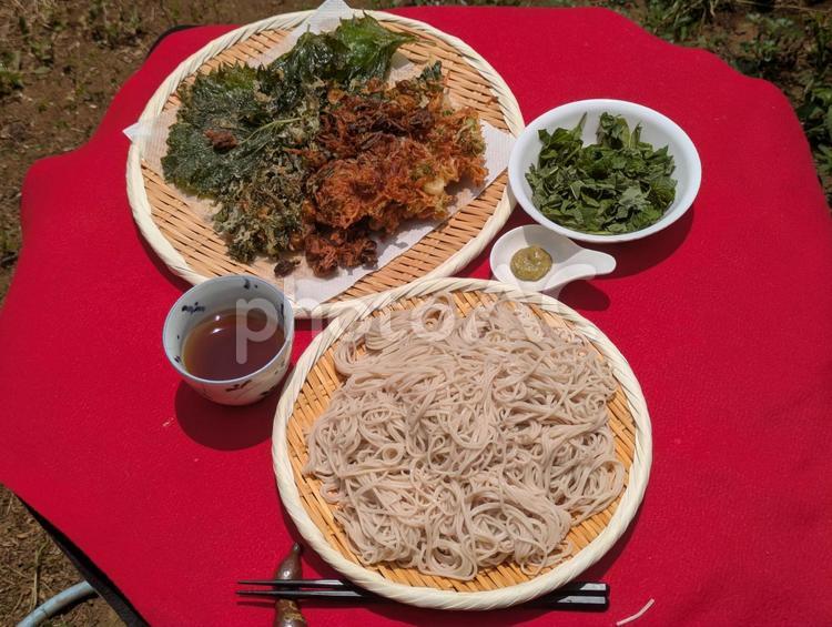自宅庭のアオジソを薬味にざる蕎麦で昼食 蕎麦,ソバ,ざる蕎麦の写真素材