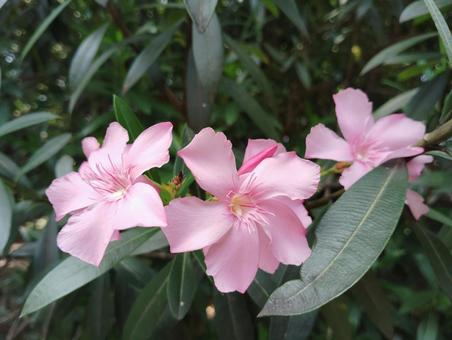 Oleander, JPG