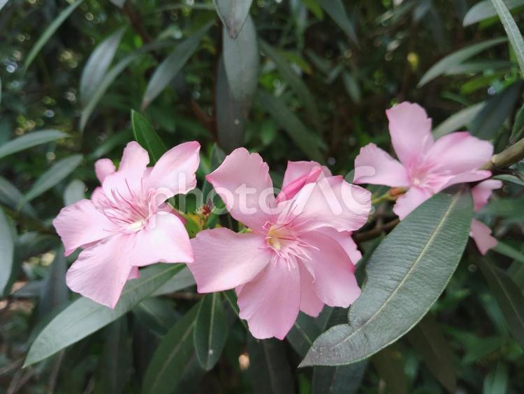 キョウチクトウ 花,咲く,咲いているの写真素材