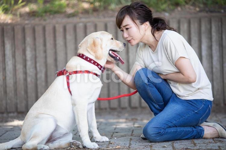 犬の散歩をする女性 犬,犬の散歩,散歩の写真素材