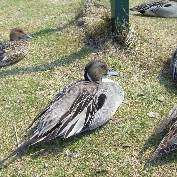 カルガモの群れ カルガモ,群れ,集団の写真素材