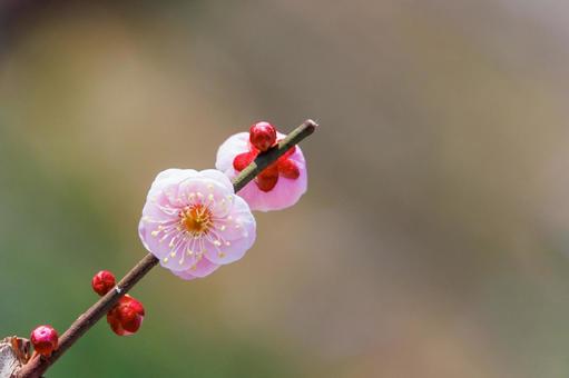 可憐な梅の花とつぼみ 梅,迎春,梅の花の写真素材