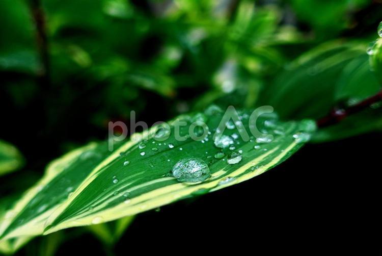 雨上がり、水滴のついた緑の葉 水,葉,緑の写真素材