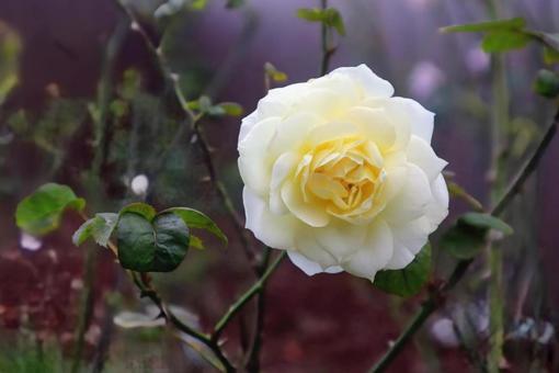 どの季節でも顔を見せてくれる バラ,花,flowerの写真素材