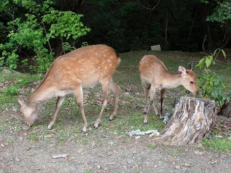 Parent and child deer③@Takahata, Nara city 202506, JPG