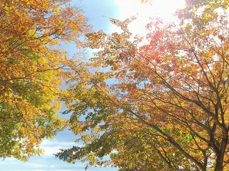 秋・紅葉 秋・紅葉の写真