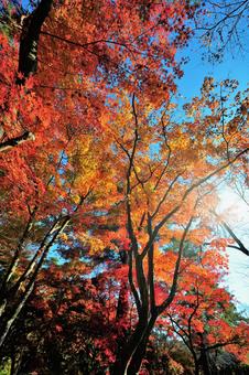 紅葉 紅葉の写真