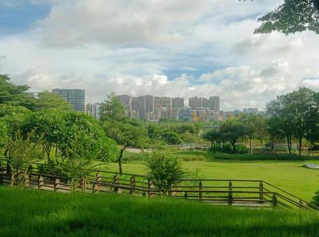 夏の公園　summer park の写真