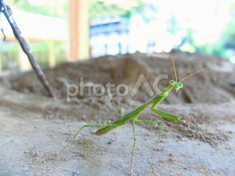 こちらの様子をうかがうカマキリ カマキリ,かまきり,夏の写真素材
