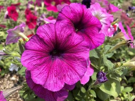 Photo, petunia, purple, solanaceae, 