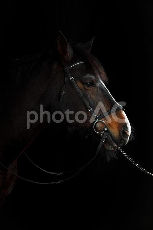 高級感のある茶色い馬のクローズアップの横顔 馬,馬の顔,アップの写真素材