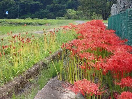 彼岸花 彼岸花の写真