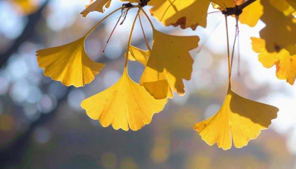 Close-up of ginkgo leaves Fallen leaves in autumn, JPG Close-up of ginkgo leaves Fallen leaves in autumn, JPG