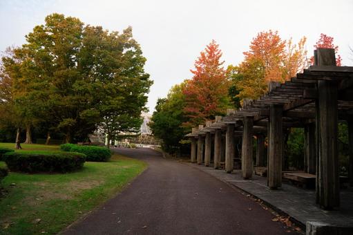 秋の公園 秋の公園の写真