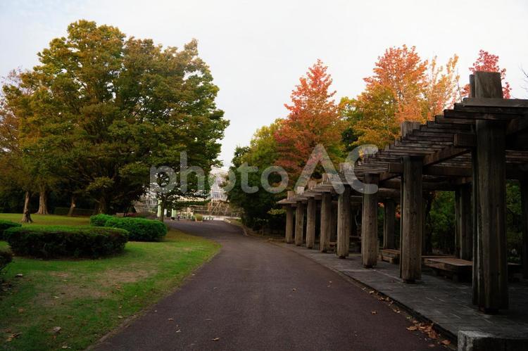秋の公園 秋,景色,風景の写真素材