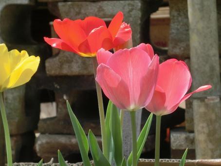 Tulip-7, JPG