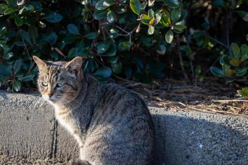 佇む猫 佇む猫の写真
