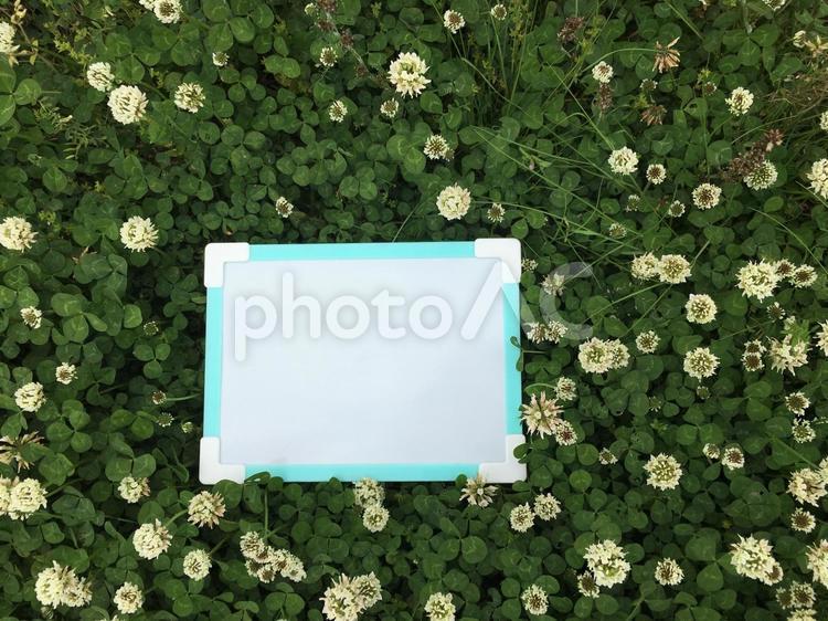 シロツメクサとホワイトボードd 花,葉,バックグランドの写真素材