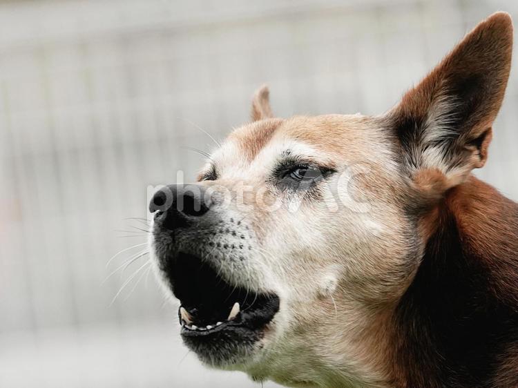 吠える犬の顔 犬,雑種犬,保護犬の写真素材