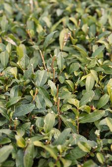 冬に剪定された茶畑 冬に剪定された茶畑 茶畑,剪定,茶の写真素材