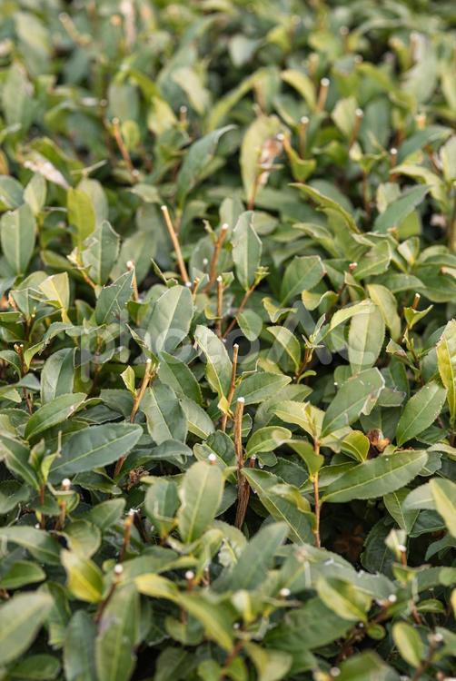 冬に剪定された茶畑 茶畑,剪定,茶の写真素材