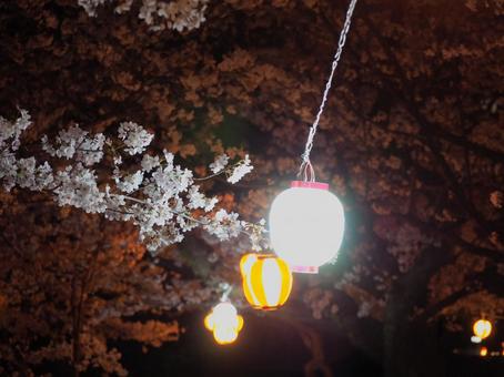 夜桜 ライトアップ 満開 春 日本 自然 夜桜 ライトアップ 満開 春 日本 自然 サクラ,お花見,春の写真素材