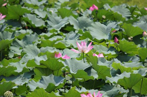 蓮の花 蓮の花の写真