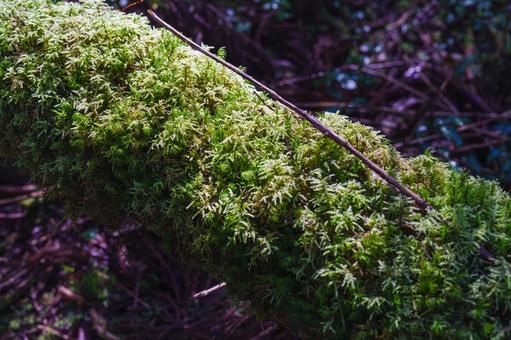 苔 苔,苔むした,倒木の写真素材
