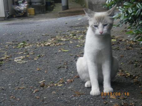 猫 猫の写真