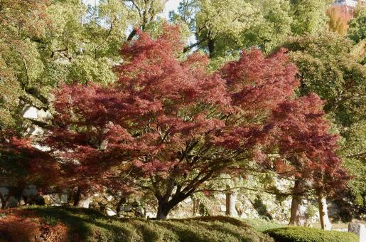 【紅葉写真】美しい紅葉 紅葉,自然,風景の写真素材