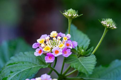 ランタナ ランタナ ランタナ,七変化,花の写真素材