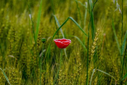 こうのす花まつり2025年 こうのす花まつり2025年の写真