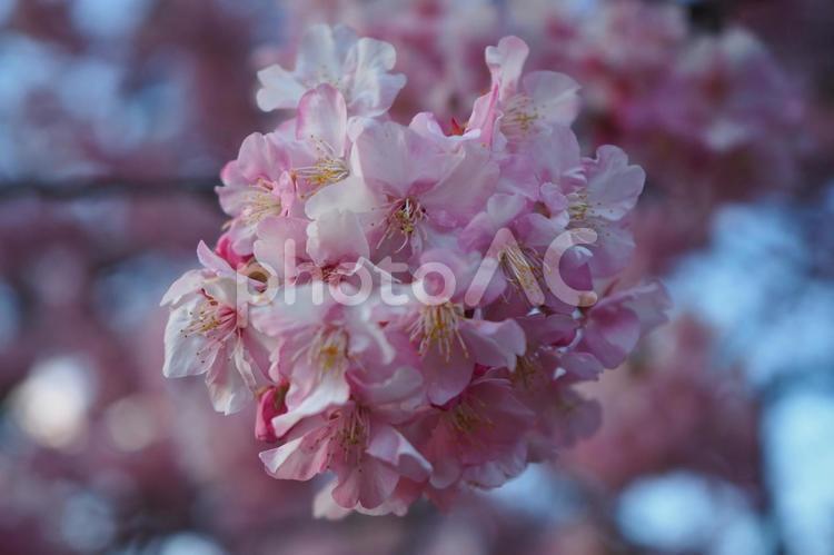 日本で一番早く咲く河津桜 桜,河津桜,さくらの写真素材