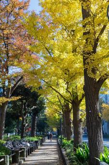 秋の気配・色づき始めたイチョウ 秋の気配・色づき始めたイチョウの写真