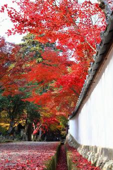 白壁が美しい寺院参道の紅葉 紅葉,モミジ,白壁の写真素材