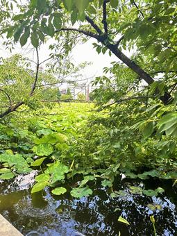 上野公園 池 上野公園 池の写真