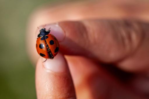 Ladybug on a fingertip, JPG