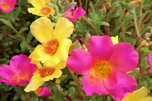 初夏から秋まで咲く庭のポーチュラカの花4 初夏から秋まで咲く庭のポーチュラカの花4 ポーチュラカ,花,ガーデニングの写真素材